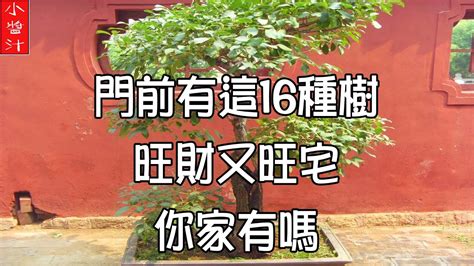 門口桂花風水|【門前的風水樹】門前種什麼樹風水好種對了樹好運連連 